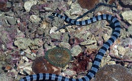 Thailand 2015 - Ko Tao - Cobra des mers - Laticauda colubrina _IMG_3682_rc